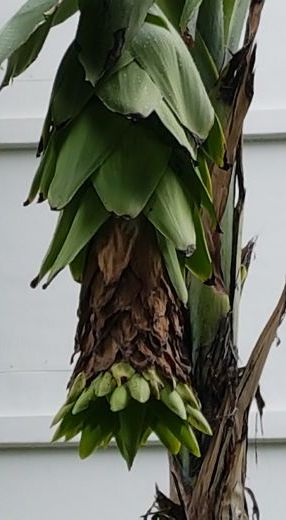 gardening FAQ on snow banana