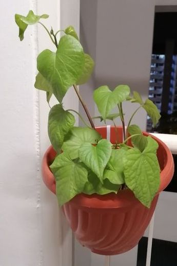 Gardening FAQ on sweet potato leaves