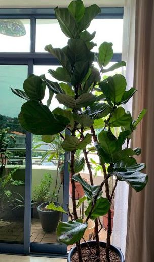 Gardening FAQ on Fiddle Leaf Fig