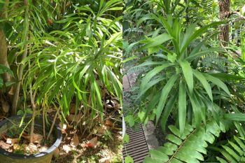 gardening FAQ on pandan