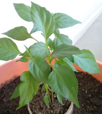 gardening faq - How to cure chilli plant that is infested with aphids