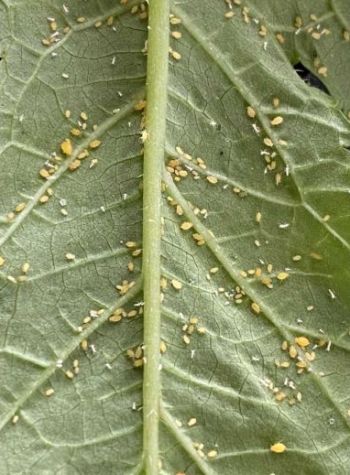 Gardening FAQ on Lady's finger plants infestation with aphids