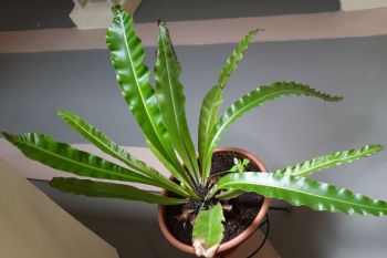 Gardening FAQ on how to rescue bird's nest fern that is suffering from wind burn