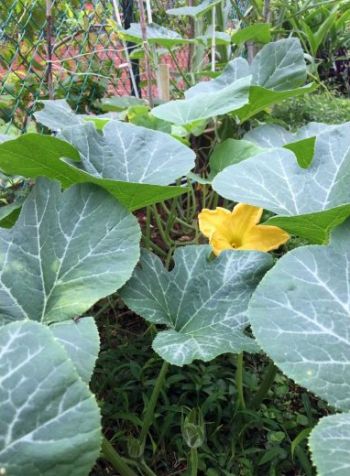 Gardening FAQ on why this pumpkin may need pollination to fruit