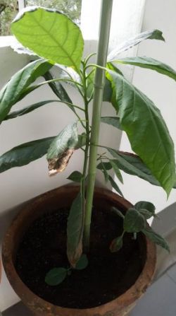 Common Gardening FAQ - AVOCADO PLANT NEEDS MORE SUNLIGHT TO THRIVE