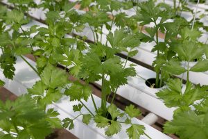 How Hydroponics Allows Growing Your Own Veggies Easily At Home