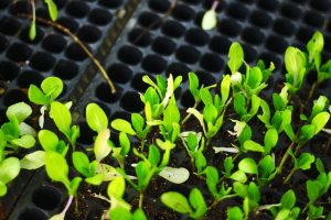 Seedlings For Planting Changes - outsideclick / Pixabay