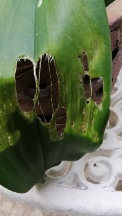 Gardening FAQ on LEAVES OF ORCHID EATEN BY SNAILS OR SLUGS