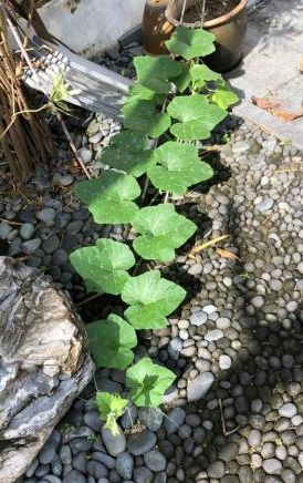 Gardening FAQ: Allow pumpkin vine to mature to produce flowers