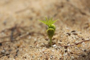 Germination Sapling Seed Grow - softhunterdevil / Pixabay