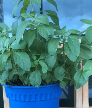 Gardening FAQ on japanese menthol mint