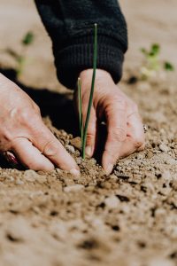 Gardening FAQ - Leafy vegetables need fertiliser weekly to support rapid growth