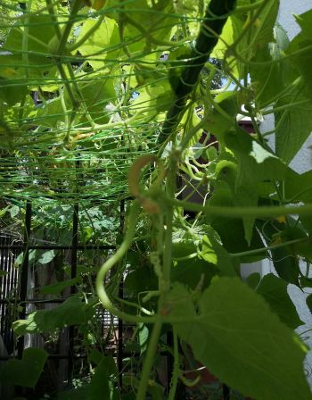 Gardening FAQ - POLLINATION FOR CUCUMBERS